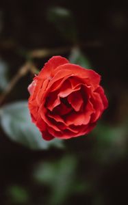 Превью обои цветок, красный, бутон, лепестки