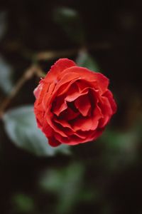 Превью обои цветок, красный, бутон, лепестки