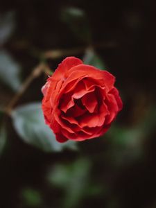 Превью обои цветок, красный, бутон, лепестки