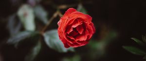 Превью обои цветок, красный, бутон, лепестки