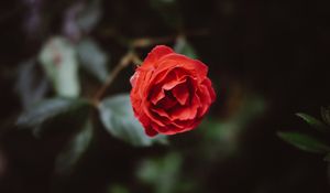 Превью обои цветок, красный, бутон, лепестки