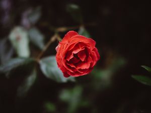 Превью обои цветок, красный, бутон, лепестки