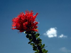 Превью обои цветок, красный, яркий, стебель, небо, облако
