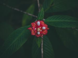 Превью обои цветок, красный, макро, ветка, листья