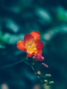 Превью обои цветок, красный, желтый, размытость