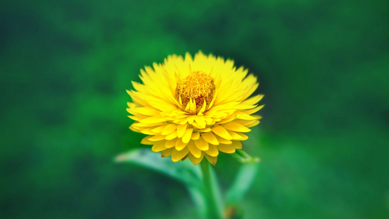 Обои цветок, крупным планом, желтый