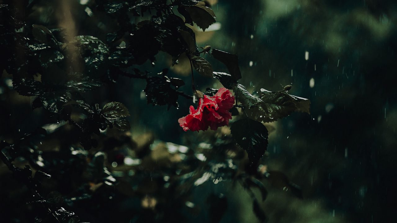 Обои цветок, куст, дождь, капли, темный