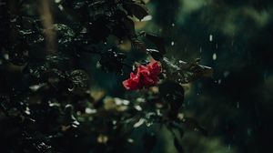 Превью обои цветок, куст, дождь, капли, темный