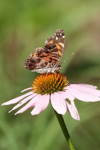 Превью обои цветок, лепестки, бабочка, крылья, макро, блюр