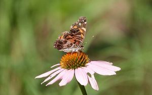 Превью обои цветок, лепестки, бабочка, крылья, макро, блюр