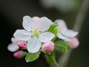 Превью обои цветок, лепестки, белый, бутоны, листья, размытие