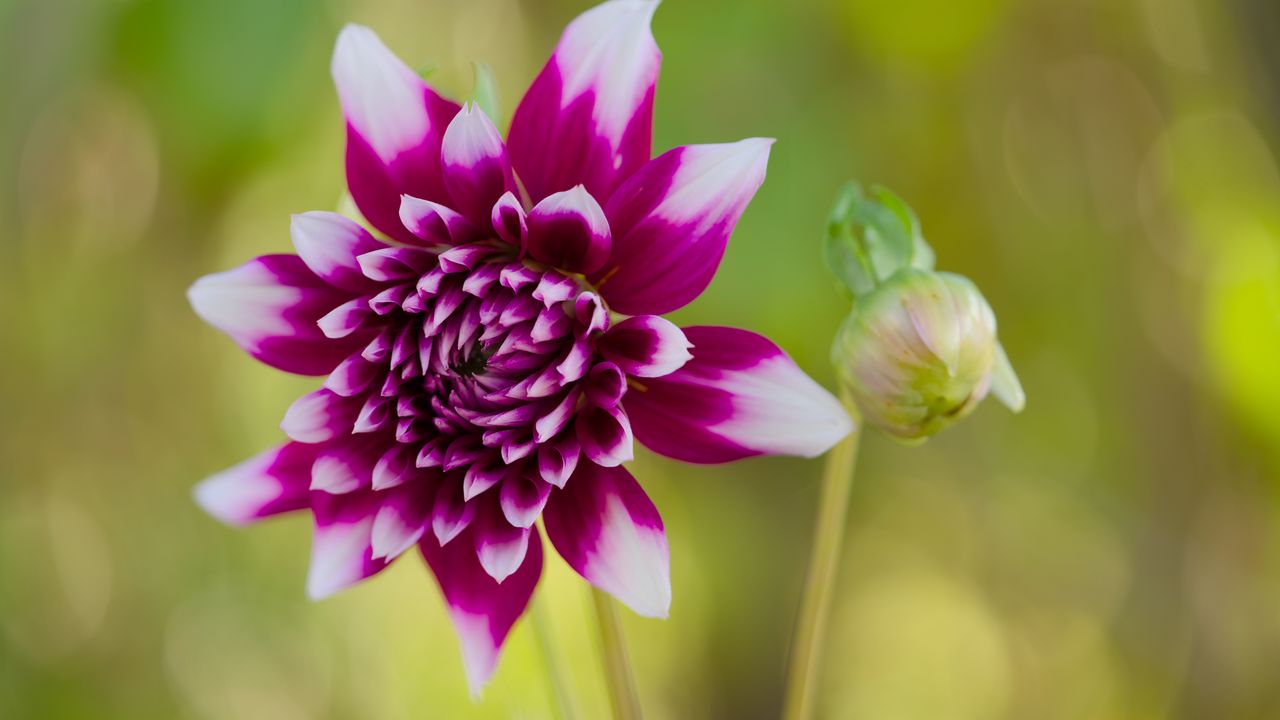 Обои цветок, лепестки, бутон, стебли, фиолетовый, макро