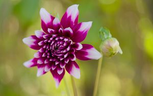 Превью обои цветок, лепестки, бутон, стебли, фиолетовый, макро