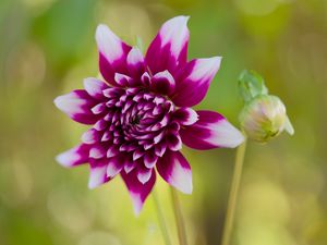 Превью обои цветок, лепестки, бутон, стебли, фиолетовый, макро