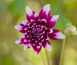 Превью обои цветок, лепестки, бутон, стебли, фиолетовый, макро