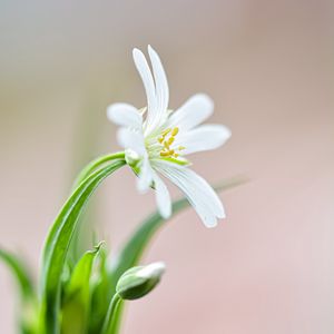 Превью обои цветок, лепестки, бутон, размытие, макро