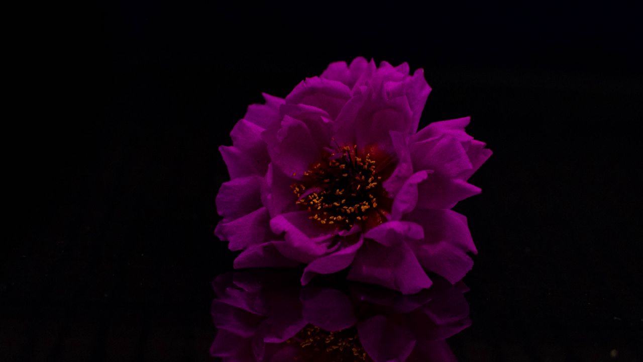 Обои цветок, лепестки, фотошоп, фиолетовый, черный