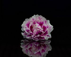 Превью обои цветок, лепестки, фотошоп, черный