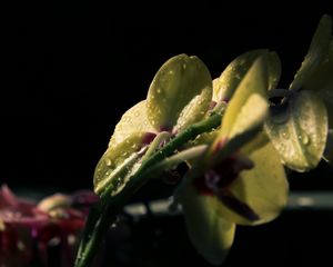 Превью обои цветок, лепестки, капли