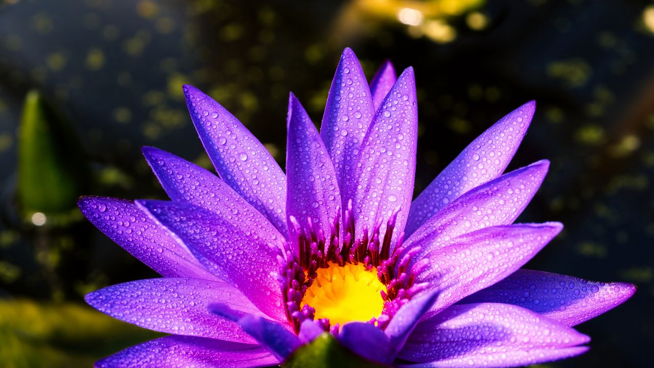 Обои цветок, лепестки, капли, фиолетовый