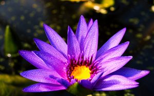 Превью обои цветок, лепестки, капли, фиолетовый