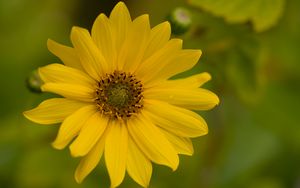 Превью обои цветок, лепестки, капли, макро, желтый, блюр