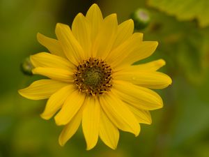 Превью обои цветок, лепестки, капли, макро, желтый, блюр