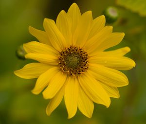 Превью обои цветок, лепестки, капли, макро, желтый, блюр