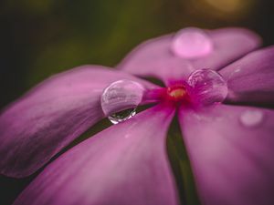 Превью обои цветок, лепестки, капли, вода, макро