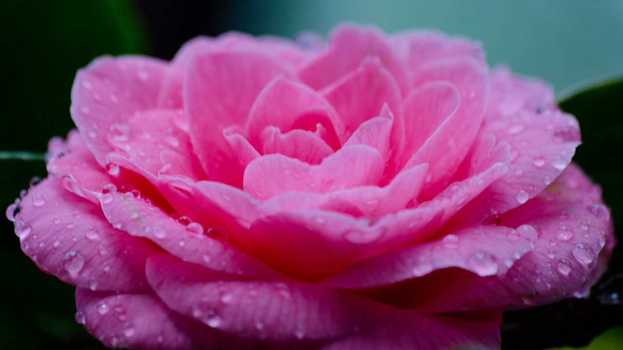 Обои цветок, лепестки, капли, мокрый, макро, розовый