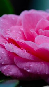 Превью обои цветок, лепестки, капли, мокрый, макро, розовый