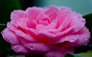 Превью обои цветок, лепестки, капли, мокрый, макро, розовый