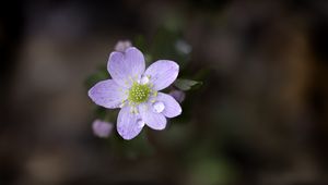 Превью обои цветок, лепестки, капли, макро