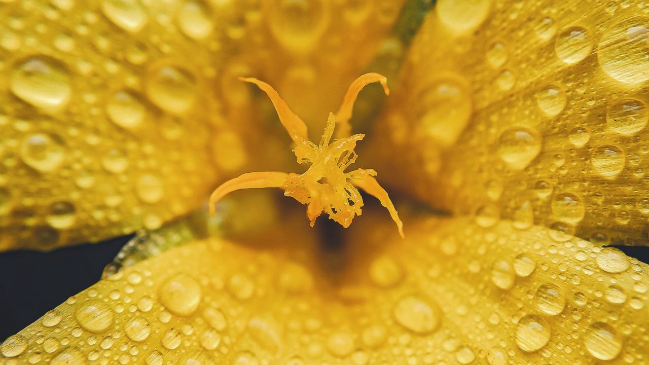 Обои цветок, лепестки, капли, дождь, макро, желтый