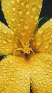 Превью обои цветок, лепестки, капли, дождь, макро, желтый