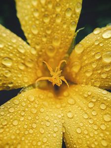 Превью обои цветок, лепестки, капли, дождь, макро, желтый
