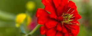Превью обои цветок, лепестки, красный, макро