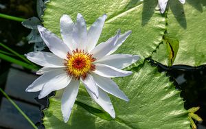 Превью обои цветок, лепестки, кувшинки, листья, вода