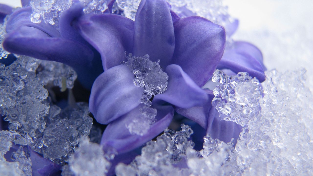 Обои цветок, лепестки, лед, снег