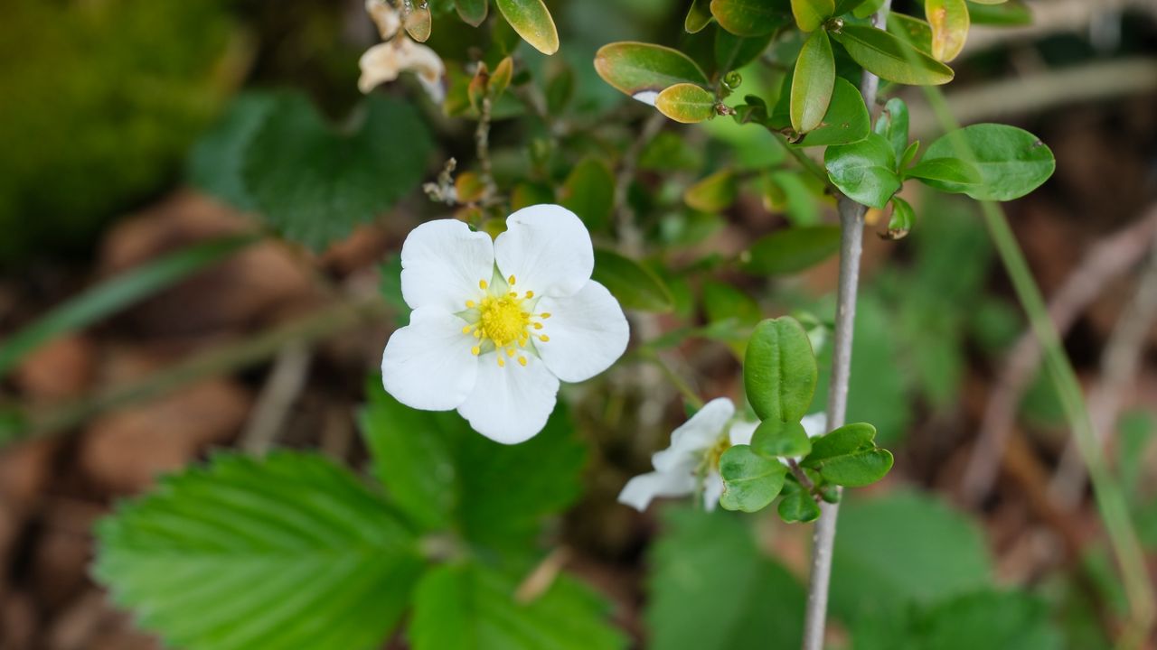 Обои цветок, лепестки, листья, ветки, природа