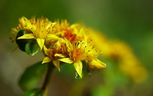 Превью обои цветок, лепестки, листья, макро, желтый