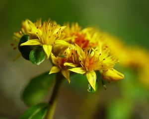 Превью обои цветок, лепестки, листья, макро, желтый