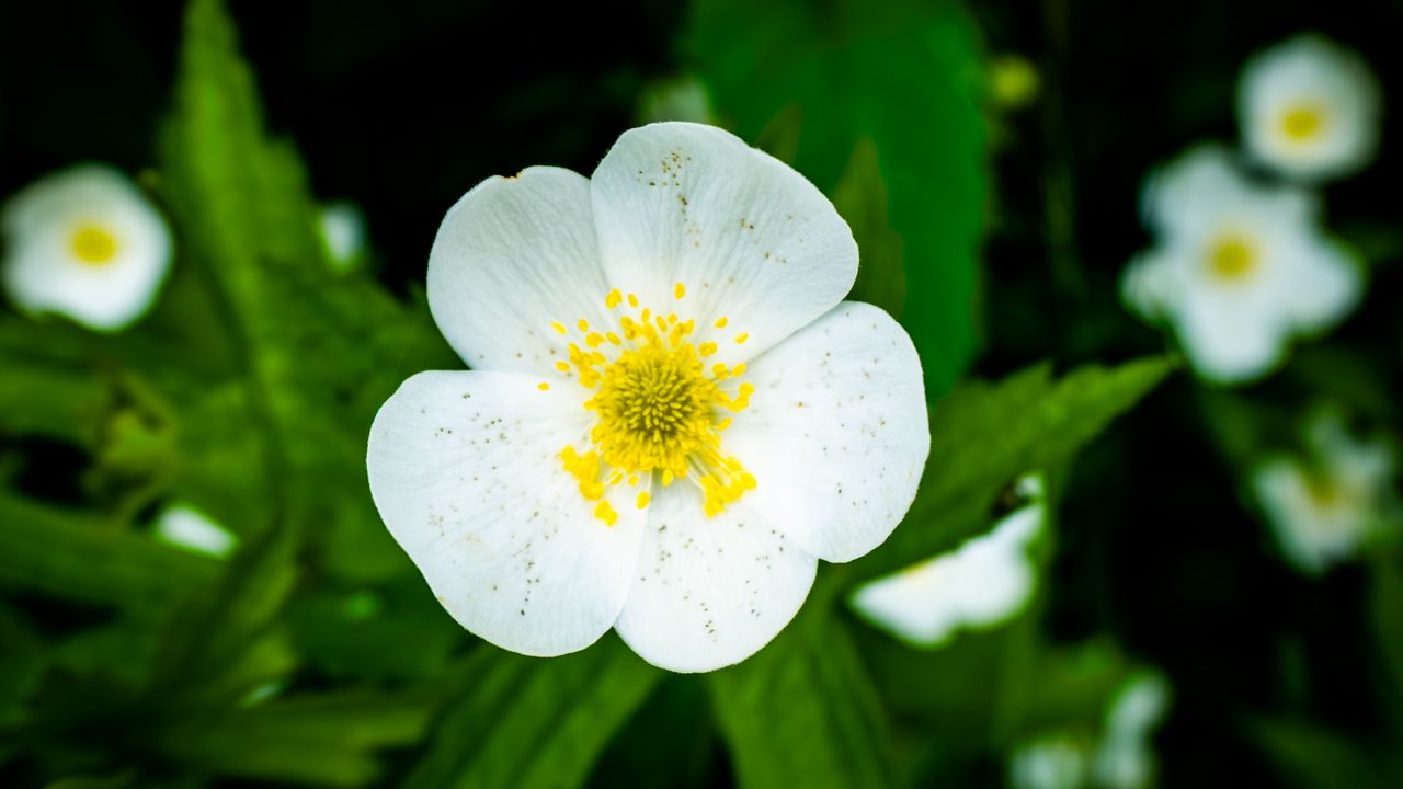 Обои цветок, лепестки, макро, растение, белый