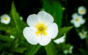 Превью обои цветок, лепестки, макро, растение, белый