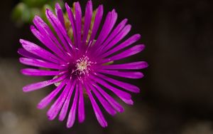 Превью обои цветок, лепестки, макро, фиолетовый, растение