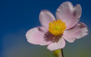 Превью обои цветок, лепестки, макро, растение, свет