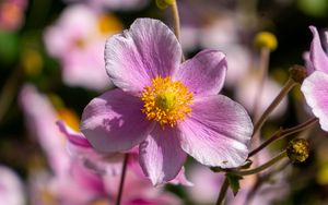 Превью обои цветок, лепестки, макро, стебли, розовый