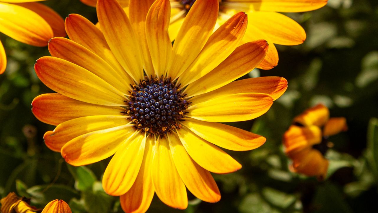 Обои цветок, лепестки, макро, желтый, яркий