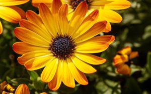 Превью обои цветок, лепестки, макро, желтый, яркий