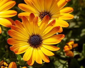 Превью обои цветок, лепестки, макро, желтый, яркий